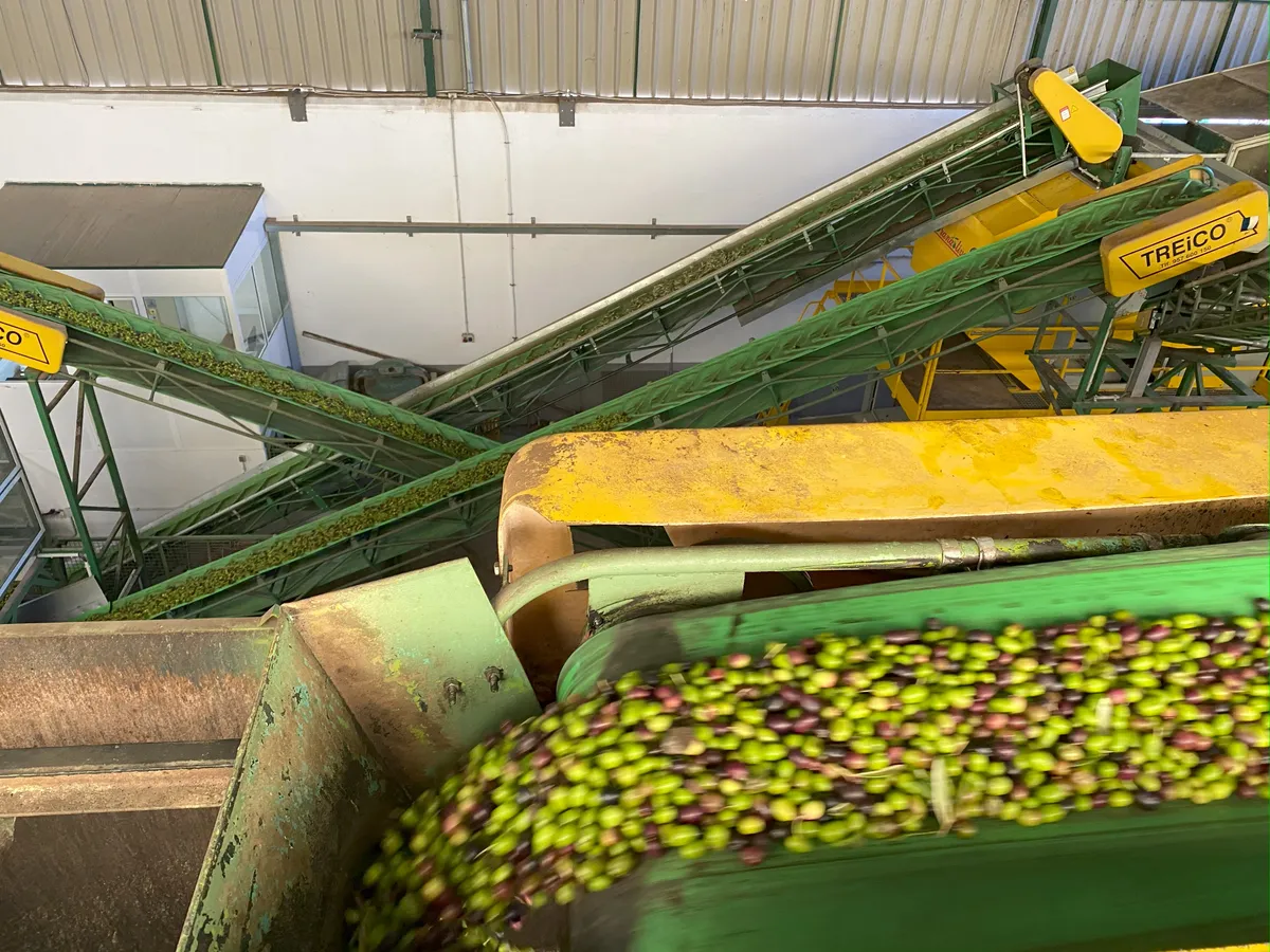 올리브 선별 컨베이어